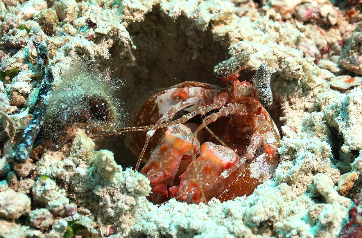 Sipadan_2015_Squille rayee_Lysiosquillina maculata_IMG_2686_rc.jpg